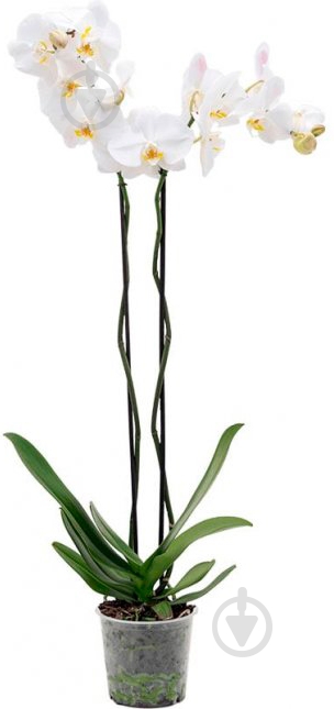 Рослина Орхідея мікс 12х50 см - фото 2