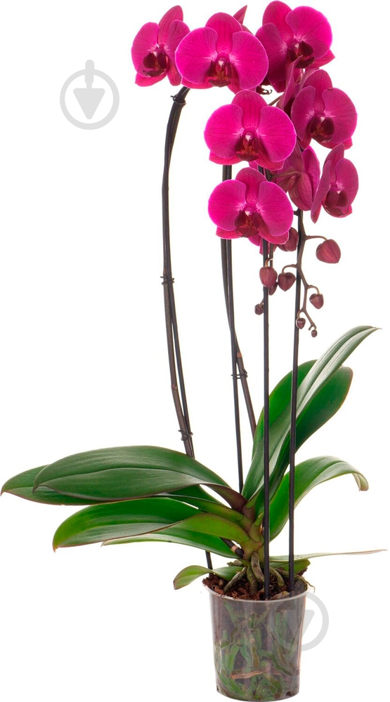 Рослина Орхідея мікс 12х50 см - фото 4