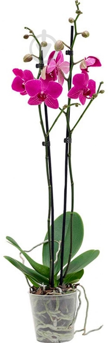 Рослина Орхідея мікс 12х50 см - фото 3