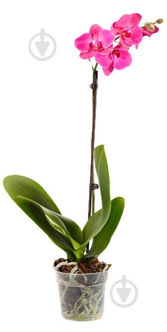 Рослина Орхідея мікс 12х50 см - фото 1