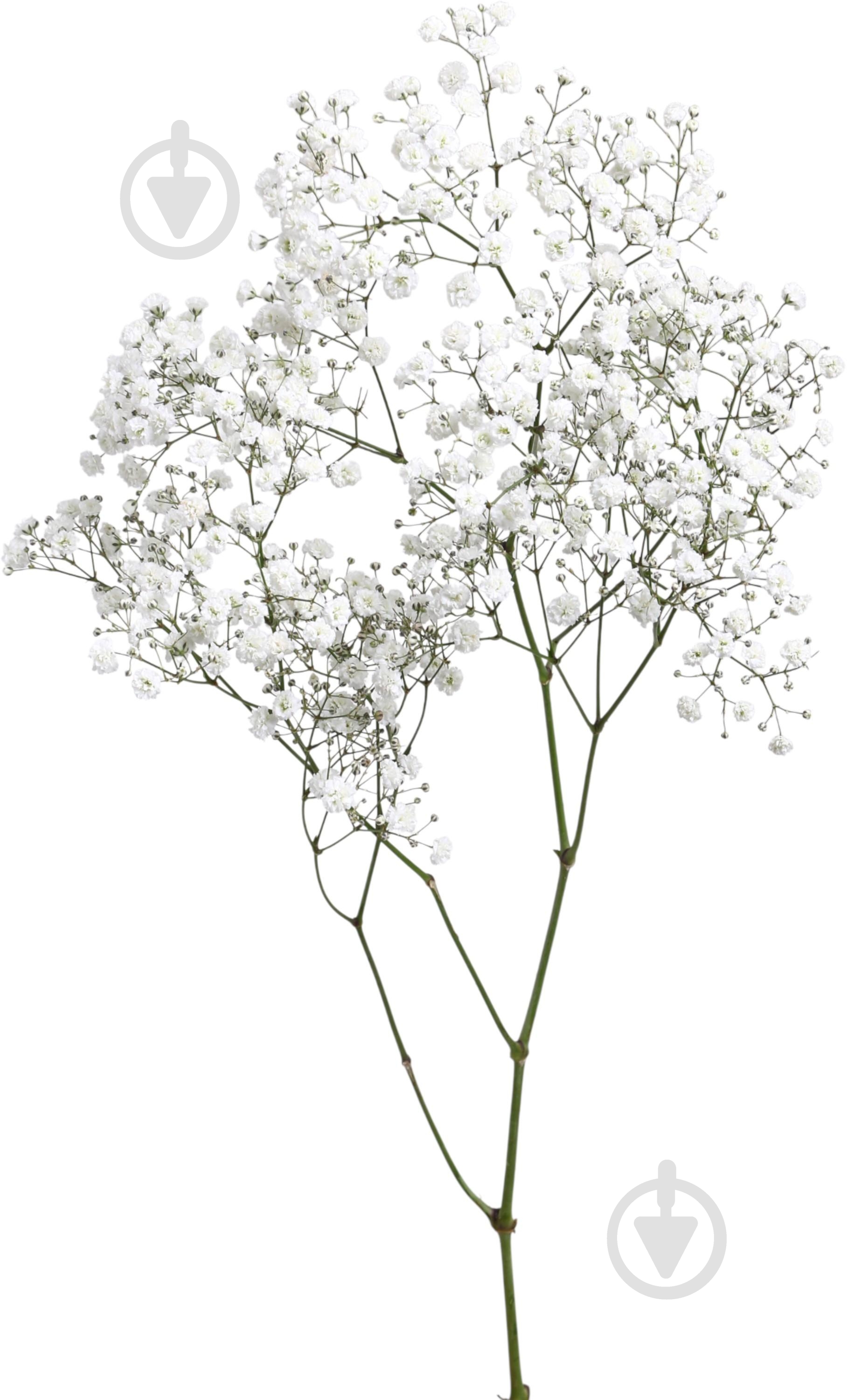 Гипсофила Xlence белая (Нидерланды) - фото 1