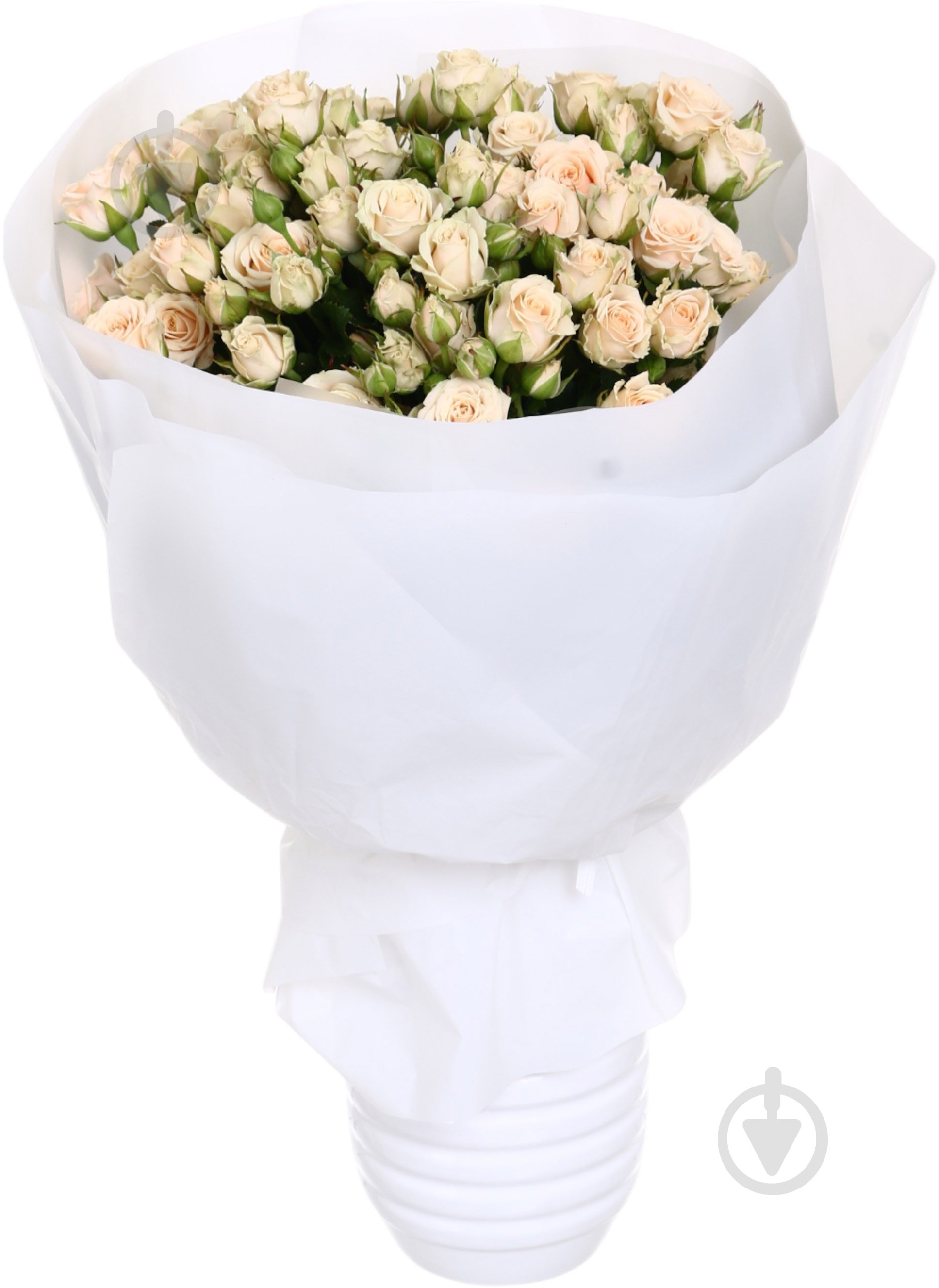 Троянда Таня спрей (кущова) класична 40 см шампань (Україна) - фото 4