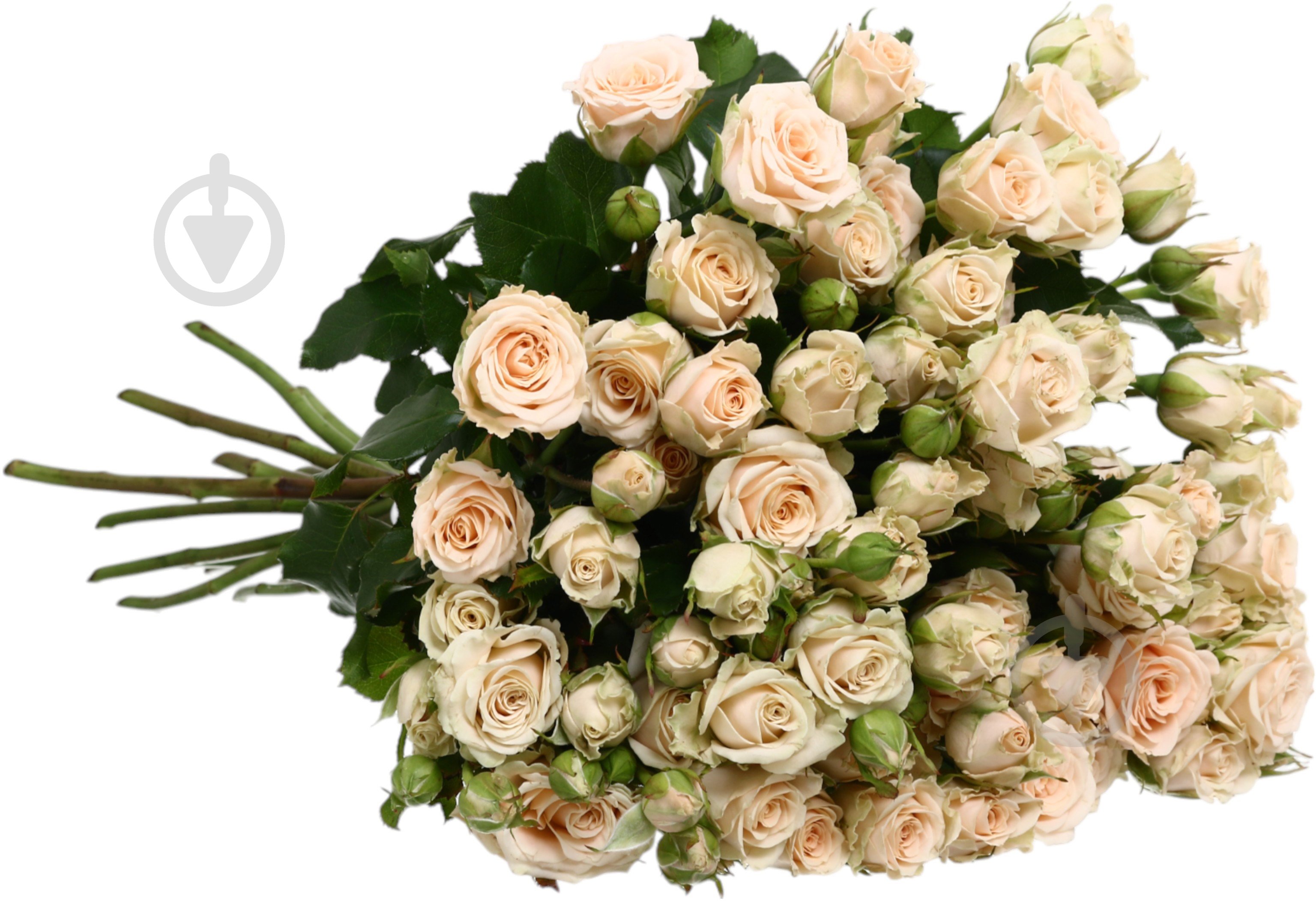 Троянда Таня спрей (кущова) класична 40 см шампань (Україна) - фото 2