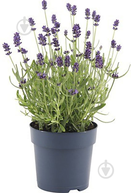 Растение Лаванда 10,5х30 см - фото 1