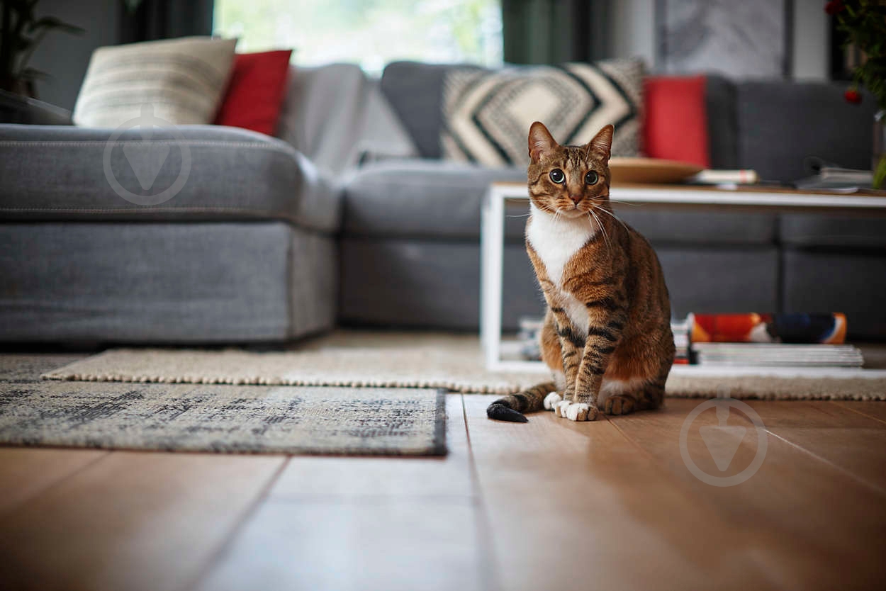 Робот-пылесос Philips SmartPro Active FC8822/01 - фото 8 Робот-пылесос Philips SmartPro Active FC8822/01 - фото 8