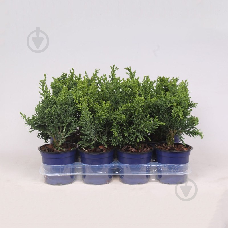 Растение Кипарисовик 11х25-30 Obtusa Draht - фото 1