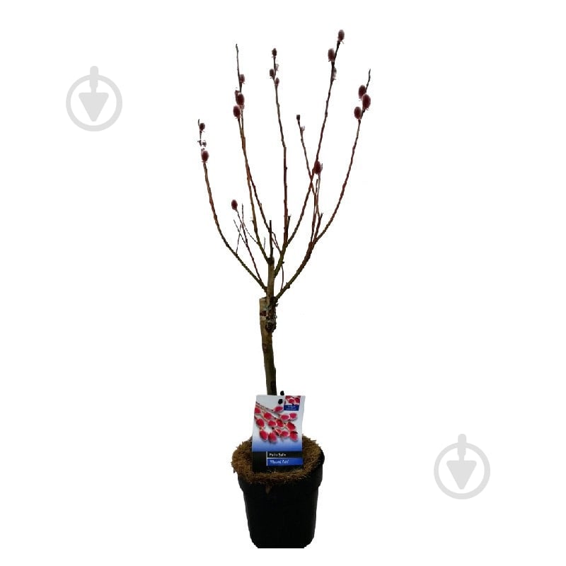 Растение Саликс 19х90 Gracilistyla Mount Aco - фото 1