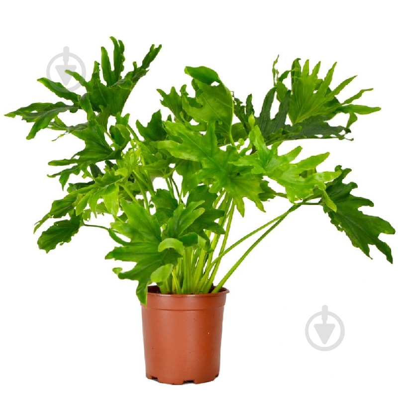 Растение Филодендрон 19х75 Selloum - фото 1