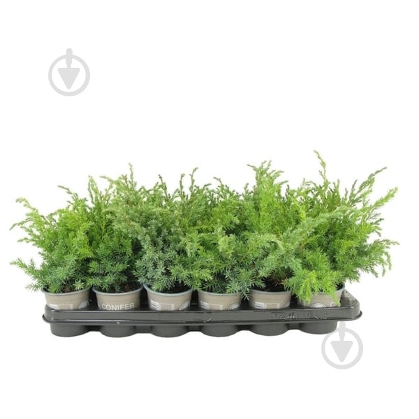 Растение Можжевельник 9х20 Blue Swede - фото 1