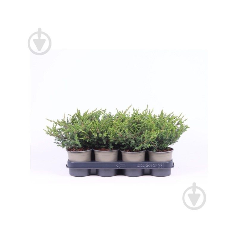 Растение Можжевельник 11х20 communis Repanda - фото 1