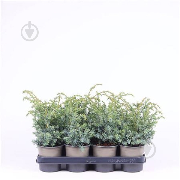 Рослина Ялівець 11х25 chinensis Blue Alps - фото 1 Рослина Ялівець 11х25 chinensis Blue Alps - фото 1