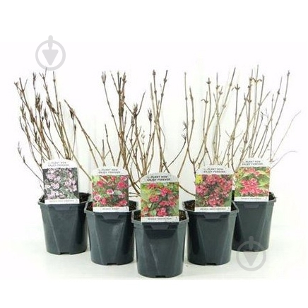 Растение Вейгела 17х40 микс - фото 1 Растение Вейгела 17х40 микс - фото 1