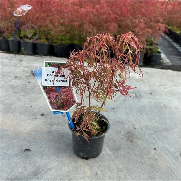 Растение Клен 10х25 palmatum Royal Garnet - фото 1 Растение Клен 10х25 palmatum Royal Garnet - фото 1