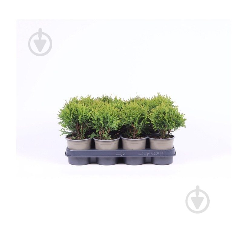 Рослина Туя 11х25 Danica - фото 1