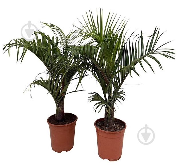 Растение Дипсис 21х90 Decaryi - фото 1