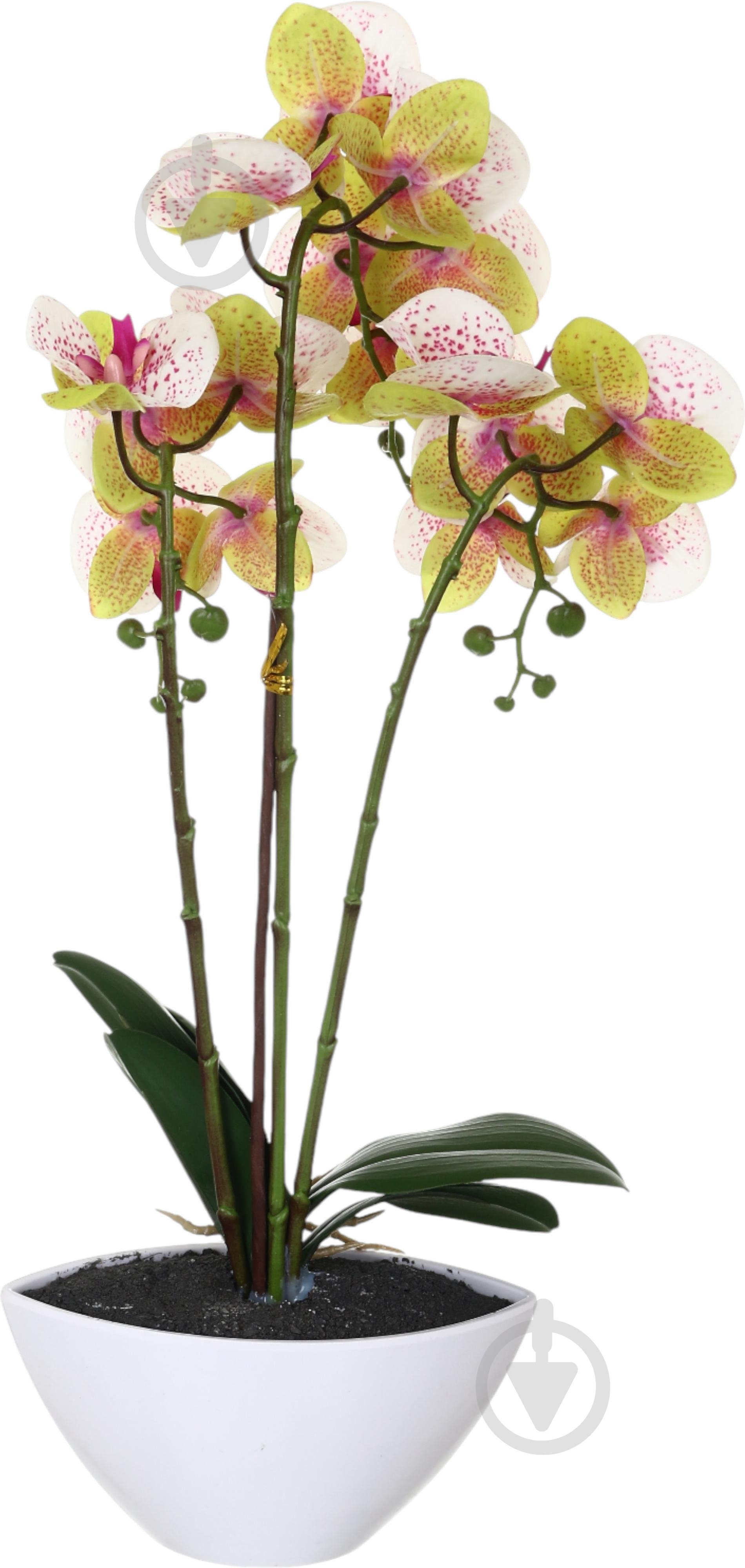 Цветок искусственный Орхидея Real Touch белая с розовой сердцевинкой в гощике 51 см - фото 2 Цветок искусственный Орхидея Real Touch белая с розовой сердцевинкой в гощике 51 см - фото 2