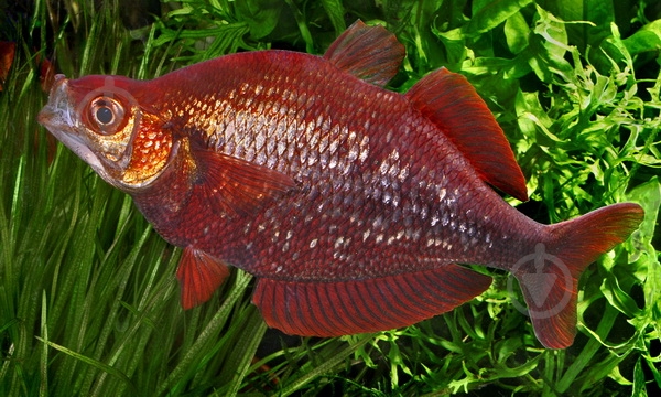 Рыбка Атерина Красная 4-6 см - фото 2