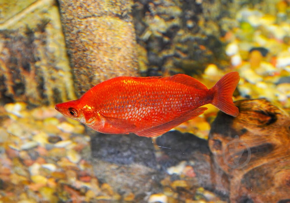 Рыбка Атерина Красная 4-6 см - фото 7
