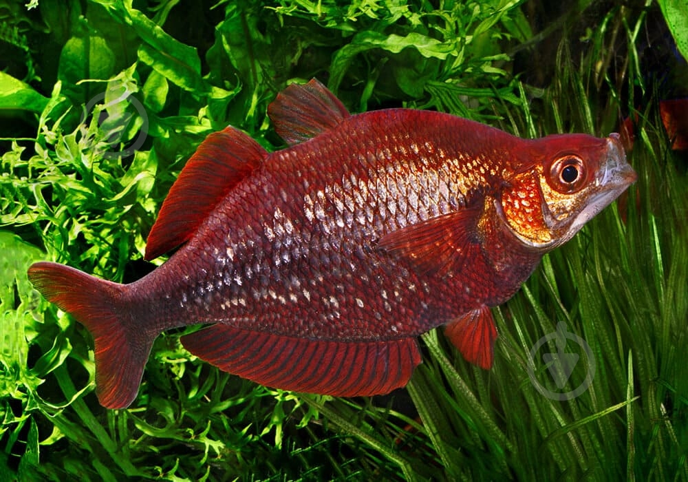 Рыбка Атерина Красная 4-6 см - фото 4