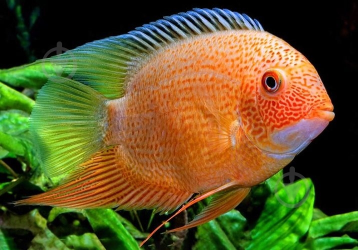 Рыбка Северум Червонокрапчатий 9-12 см - фото 6