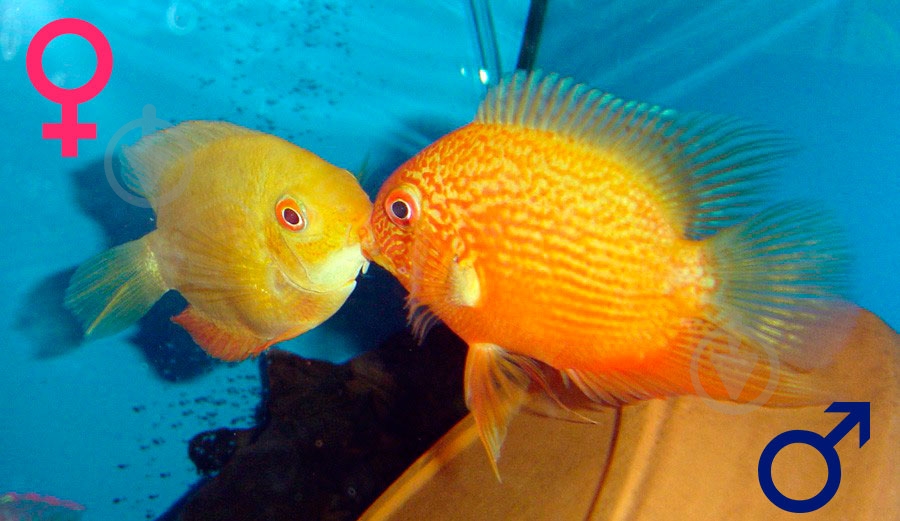 Рыбка Северум Червонокрапчатий 9-12 см - фото 5