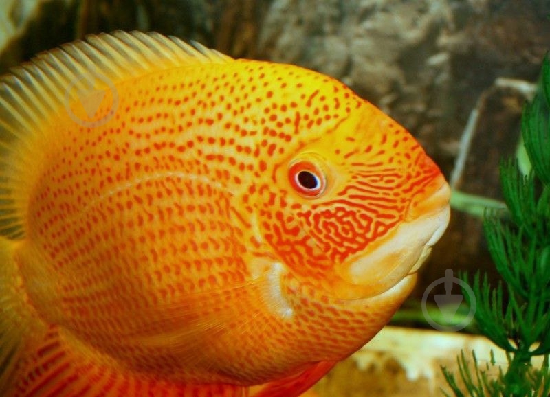 Рыбка Северум Червонокрапчатий 9-12 см - фото 4