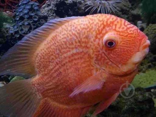 Рыбка Северум Червонокрапчатий 9-12 см - фото 7