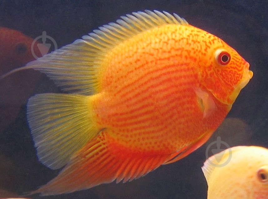 Рыбка Северум Червонокрапчатий 9-12 см - фото 10