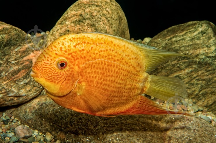 Рыбка Северум Червонокрапчатий 9-12 см - фото 9