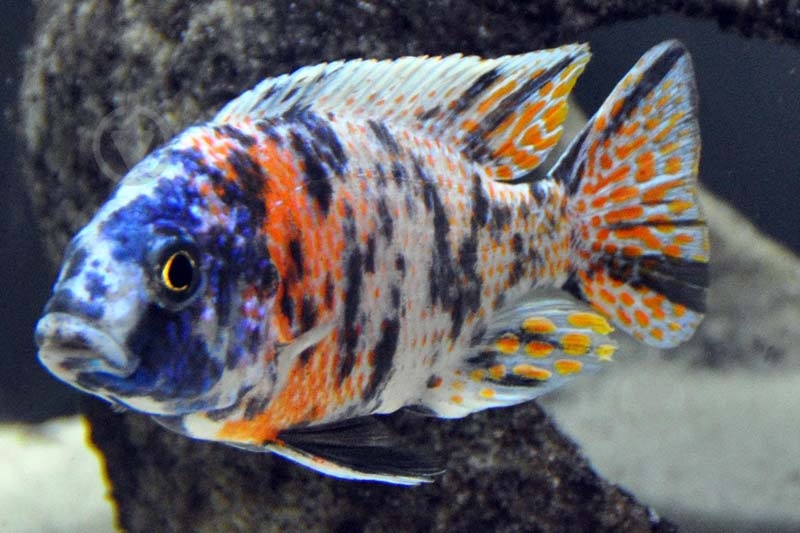 Рыбка Аулунокара Мультиколор 2,5-3 см - фото 5
