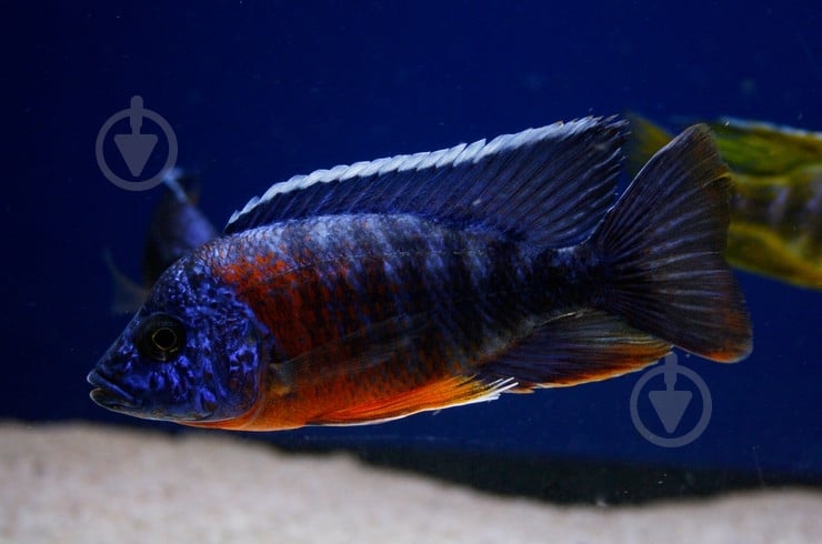 Рыбка Аулунокара Мультиколор 2,5-3 см - фото 13