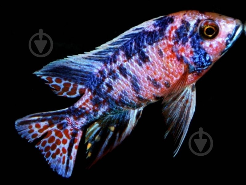 Рыбка Аулунокара Мультиколор 2,5-3 см - фото 4