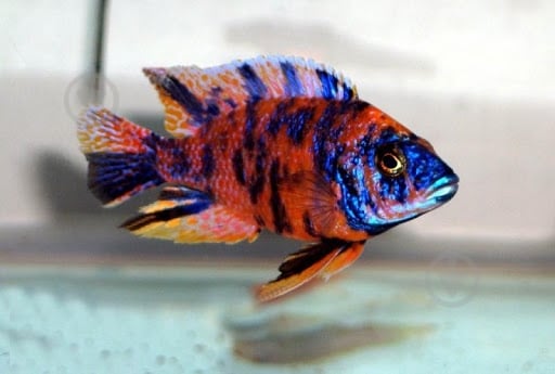 Рыбка Аулунокара Мультиколор 2,5-3 см - фото 3