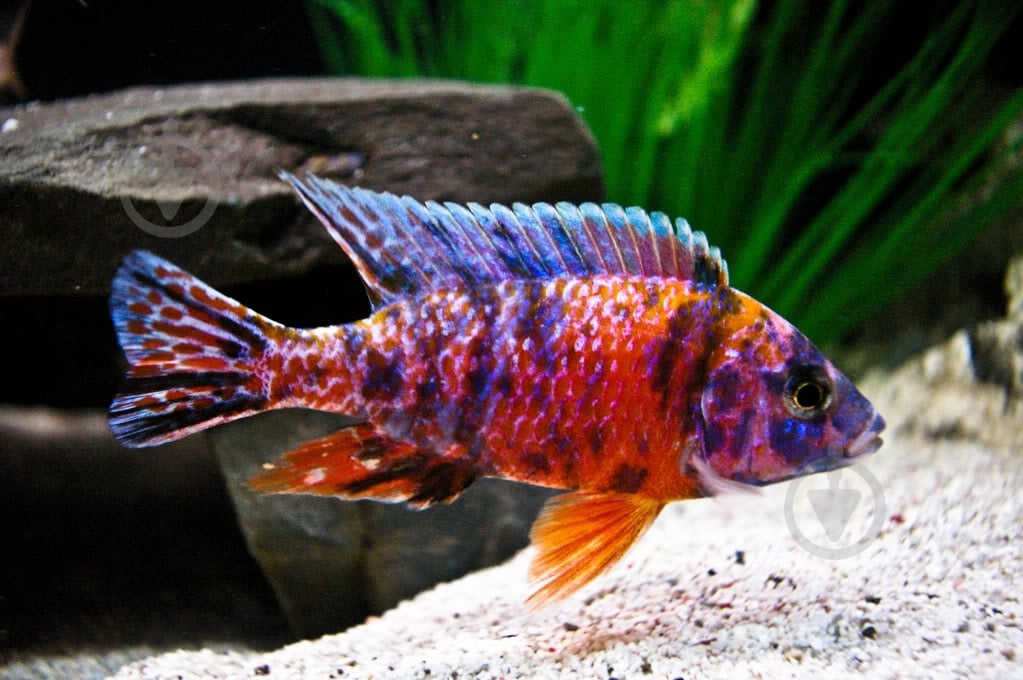 Рыбка Аулунокара Мультиколор 2,5-3 см - фото 2