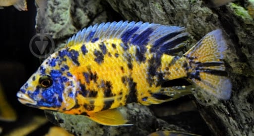 Рыбка Аулунокара Мультиколор 2,5-3 см - фото 7