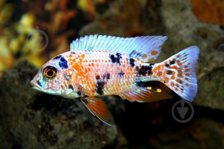 Рыбка Аулунокара Мультиколор 2,5-3 см - фото 9