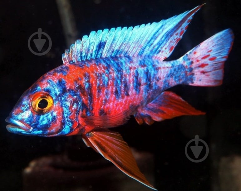 Рыбка Аулунокара Мультиколор 2,5-3 см - фото 8