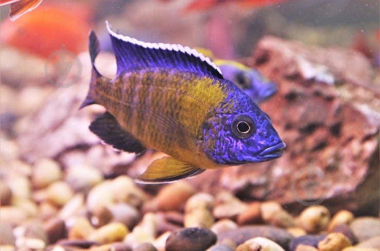 Рыбка Аулунокара Мультиколор 2,5-3 см - фото 11
