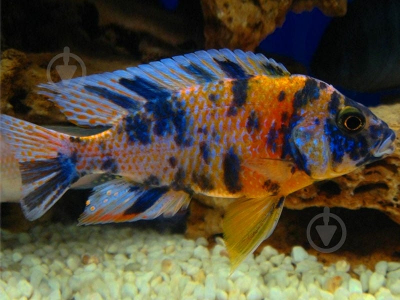 Рыбка Аулунокара Мультиколор 2,5-3 см - фото 10