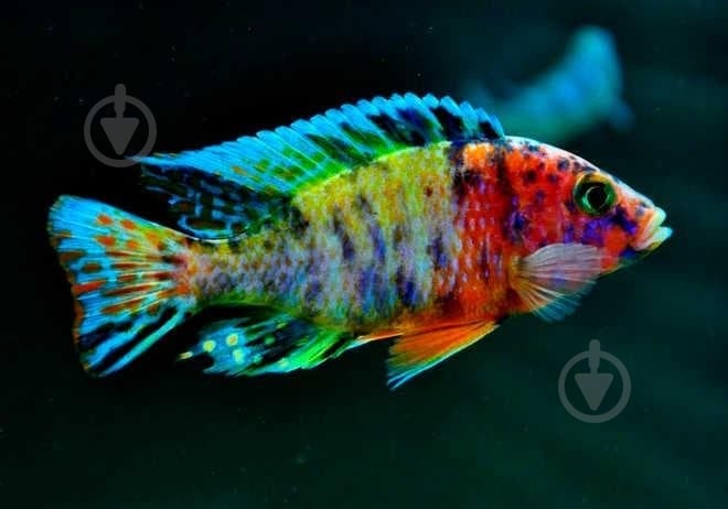 Рыбка Аулунокара Мультиколор 2,5-3 см - фото 1