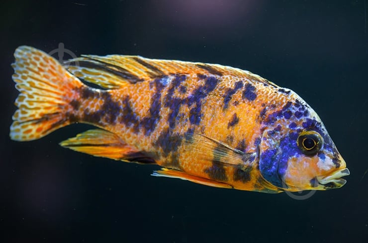 Рыбка Аулунокара Мультиколор 2,5-3 см - фото 12
