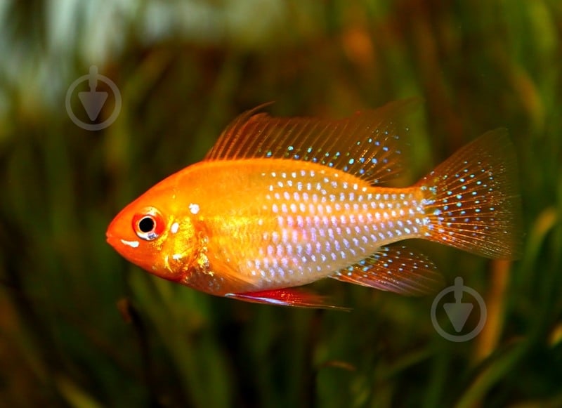 Рибка Апістограмма Рамірез голд 4 см - фото 4 Рибка Апістограмма Рамірез голд 4 см - фото 4