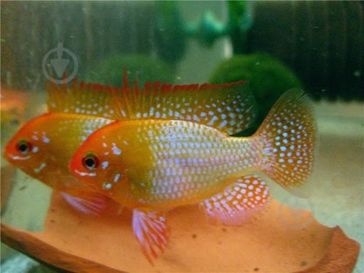 Рибка Апістограмма Рамірез голд 4 см - фото 3 Рибка Апістограмма Рамірез голд 4 см - фото 3