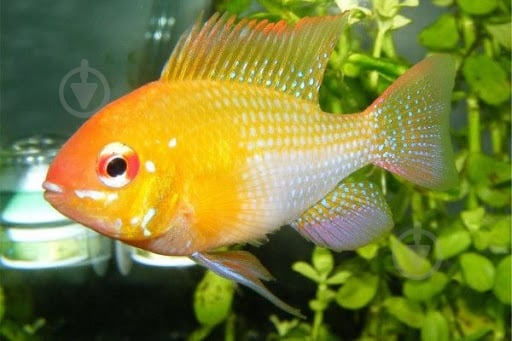 Рибка Апістограмма Рамірез голд 4 см - фото 1 Рибка Апістограмма Рамірез голд 4 см - фото 1