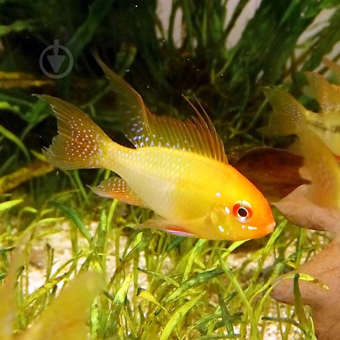 Рибка Апістограмма Рамірез голд 4 см - фото 2 Рибка Апістограмма Рамірез голд 4 см - фото 2