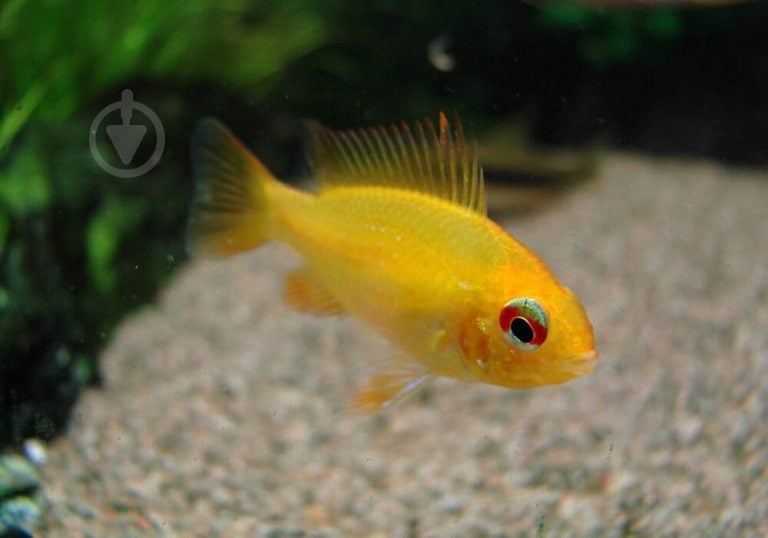 Рибка Апістограмма Рамірез голд 4 см - фото 6 Рибка Апістограмма Рамірез голд 4 см - фото 6