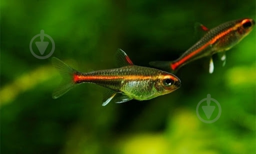 Рыбка Еритрозонус S - фото 7 Рыбка Еритрозонус S - фото 7