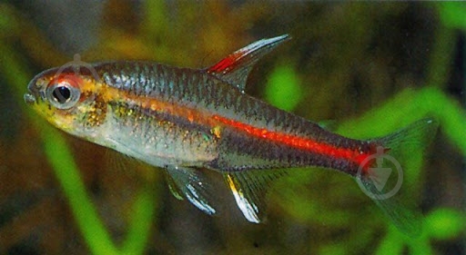 Рыбка Еритрозонус S - фото 8 Рыбка Еритрозонус S - фото 8