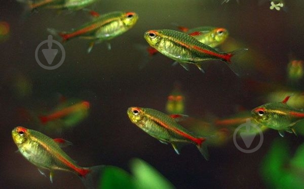 Рыбка Еритрозонус S - фото 9 Рыбка Еритрозонус S - фото 9