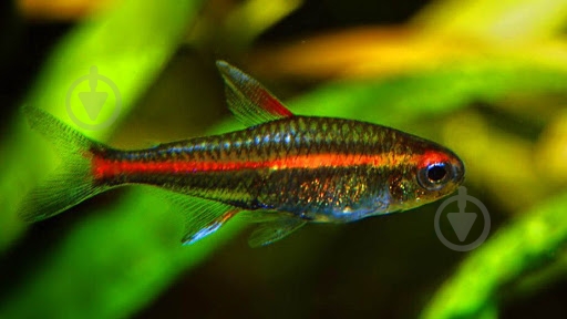 Рыбка Еритрозонус S - фото 6 Рыбка Еритрозонус S - фото 6